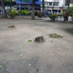 Plaza José Félix Ribas, Barinas. Destrucción de plantas.