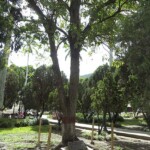 la plaza Bolívar de Mérida, patrimonio histórico nacional de Venezuela.