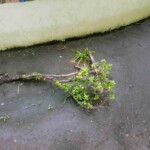 Plantas destruidas en la plaza José FÃ«lix Ribas, Barinas