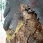 La figura que simboliza al pescado toruno en la obra El Indio, carcomida por plagas. Bien cultural del estado Barinas, Venezuela.