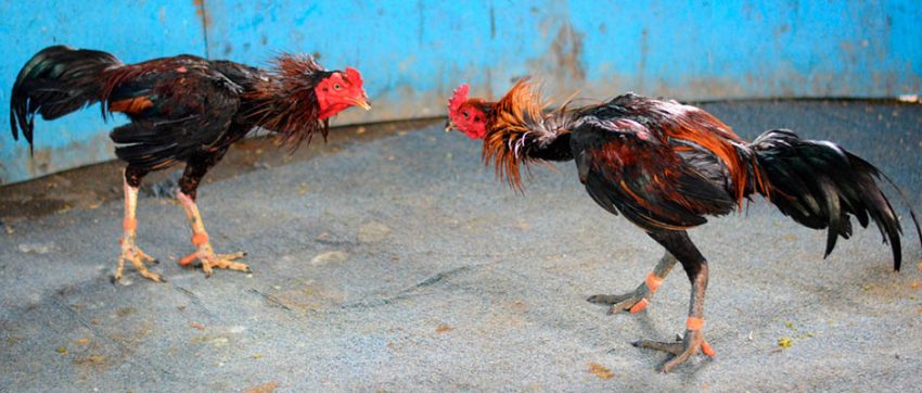 Dos gallos en plena pelea, actividad popular del estado Monagas. Patrimonio cultural de Venezuela.