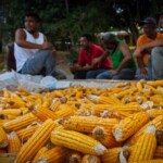 El ancestral baile de las turas, un ritual sincrético para invocar las buenas cosechas. Patrimonio cultural intangible venezolano.