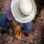 El ancestral baile de las turas, un ritual sincrético para invocar las buenas cosechas. Patrimonio cultural intangible venezolano.