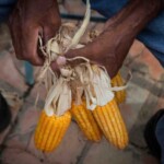 El ancestral baile de las turas, un ritual sincrético para invocar las buenas cosechas. Patrimonio cultural intangible venezolano.