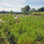 Cementerio municipal de Barinitas. Patrimonio cultural en peligro. Barinas, Venezuela.