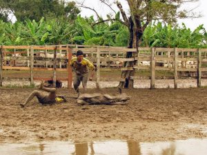 Cantos de trabajo del llano venezolano. Patrimonio inmaterial de la humanidad en peligro.