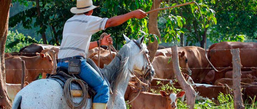 Cantos de trabajo del llano venezolano. Patrimonio inmaterial de la humanidad en peligro.