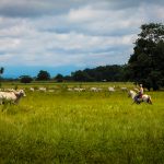 cantos de trabajo de llano colombo venezolanos en la lista del Patrimonio Inmaterial de la Humanidad