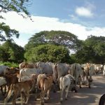 cantos de trabajo de llano colombo venezolanos en la lista del Patrimonio Inmaterial de la Humanidad