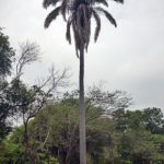 Parque Moromoy de Barinitas. Patrimonio cultural y natural de Venezuela.